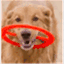 bionicdogblog.wordpress.com