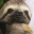 suburbansloth.wordpress.com