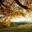 dragonflychin.wordpress.com