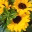 simonamontesi.wordpress.com