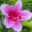 penailham.wordpress.com