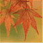 talkingleaves.wordpress.com