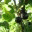 cocoaupnorth.wordpress.com