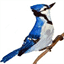 bluejaybay.net