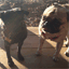 pugplaydate.com