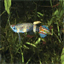 somethingfishynsw.com