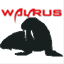 walrusrocks.com