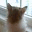 dchousecat.com