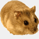 russiandwarfhamster.org