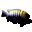 riftvalleycichlids.com