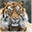 zoofinder.us