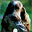 springer-spaniel.de