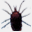 birdmites.org