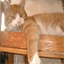 chat-pitre.over-blog.com