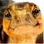 teachingturtles.wordpress.com