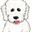 coton-de-tulear-care.com