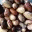 bravenewseed.com