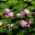 back2basicsbirth.wordpress.com