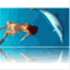thedolphindance.wordpress.com