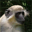 image-search.ask.tel