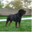 schatzrotts.com