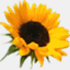 bitroleum.com
