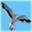 radioseagull.co.uk