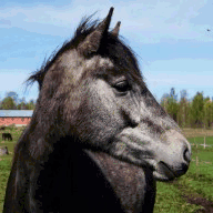 brazosabiertosyucatan.com