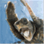 thelearningvet.wordpress.com