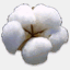 ajeetseeds.com