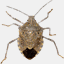 halyomorpha-halys.it