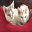 haim-devonrex.ca