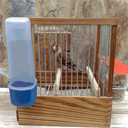 jilgueroscasanel.es.tl