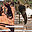 havasupaihorses.org