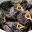 nestlingblog.wordpress.com