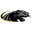 pioneerpanthers.com