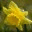 lonelydaffodil.wordpress.com