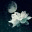bachtulien.wordpress.com