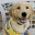 puppyblog.cci.org