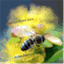 honeybeelane.wordpress.com