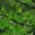 pines1.com