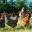 hoffhens.wordpress.com