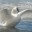 myswan.wordpress.com