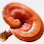 ganoderma-salute.com