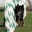 chargedogs.wordpress.com