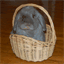floopsy.com