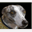 whippetscastelbudria.com