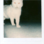 skippywalker.com