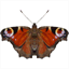 itanimlli.com