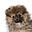 buddybearpoms.com